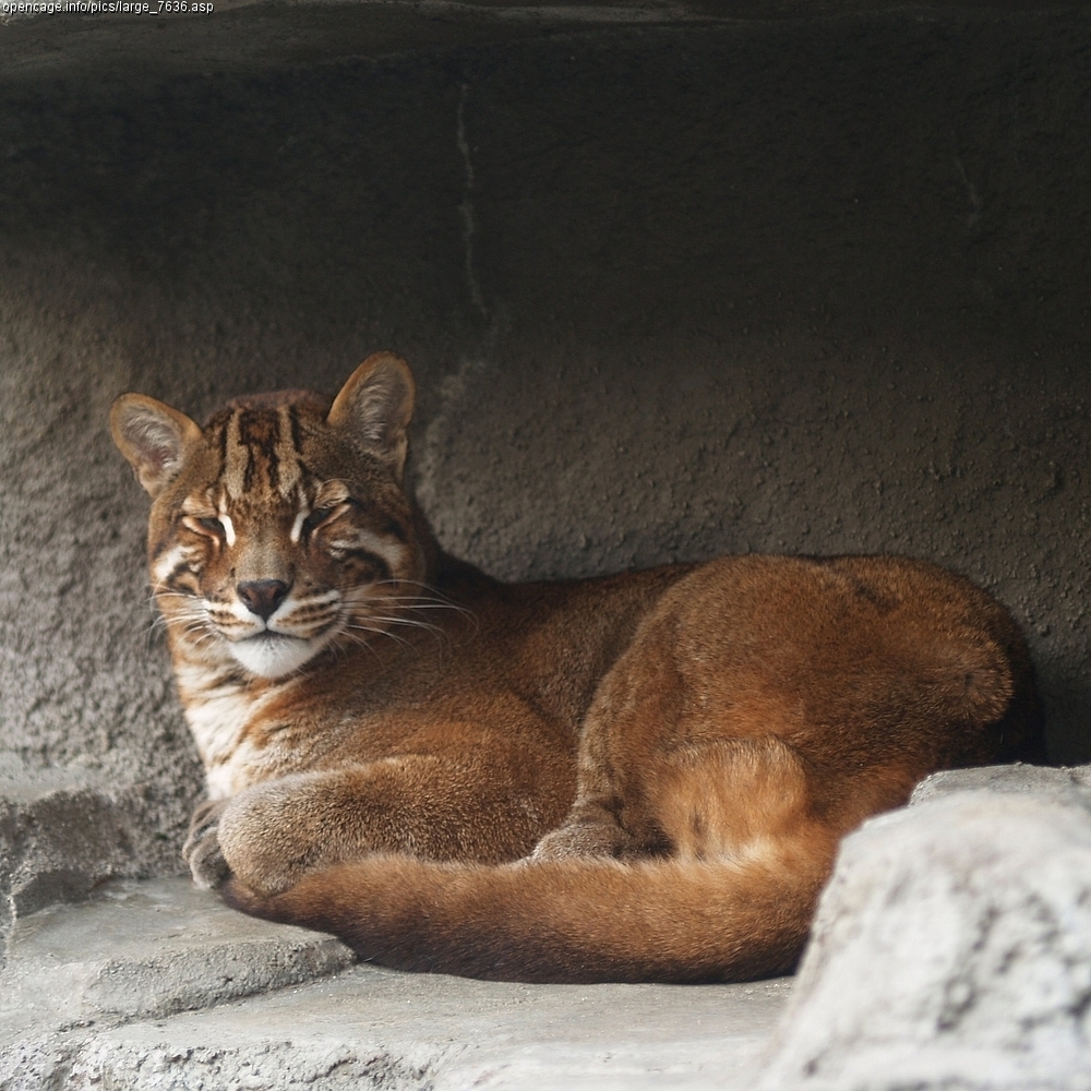 Asian golden cat