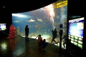 Wonders_of_Wildlife_Museum_(shark_tank)
