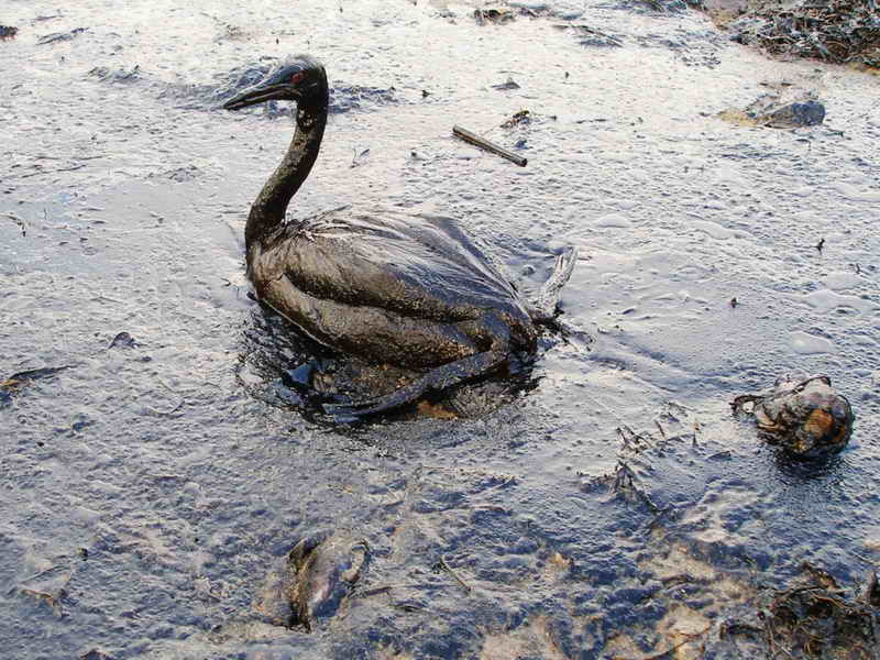 Oil spill effects