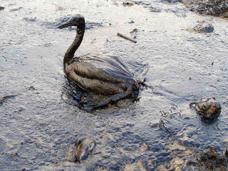 water pollution oil spills effects