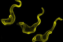 The animal link to sleeping sickness
