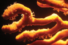 Unknown Corals of the Deep