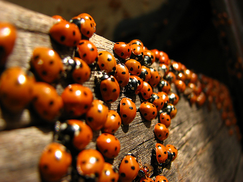 Biprodukt gruppe Monet The parasitic warfare perpetrated by ladybirds - Australian Science