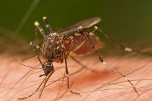 Mosquito-borne diseases: Fighting fire with fire