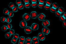 The Ten Hallmarks of Cancer