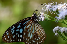 The Best of Australian Science: July 2014