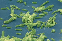 Microbiota and us – we feed our bacteria even when we are sick!