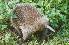 Rare echidna species not so extinct after all?