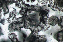 The Oldest Fossils in the World