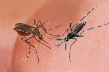 Invasion of the Asian tiger mosquito