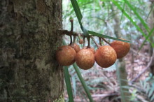 Australia’s first rainforest research ‘Supersite’ opens for business