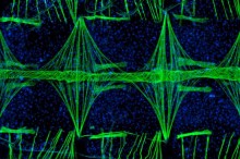 Weekly Science Picks
