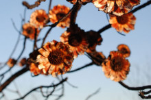 The Best of Australian Science: March 2013