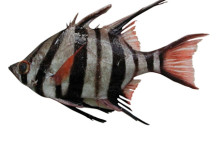 FishMap – Mapping Marine Australian Fish