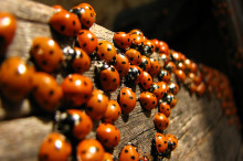 The parasitic warfare perpetrated by ladybirds