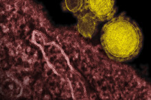 Middle East Coronavirus