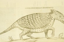 Curious case of armadillo leprosy