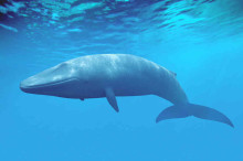 What Animals Will Go Extinct During Our Lifetime?