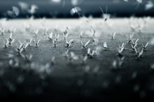 Life of an epidemic: Australian dengue