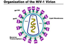 Hopeful results in latest HIV vaccine trial, but many hurdles to overcome yet