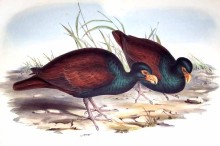 Saving Australia’s Dodo