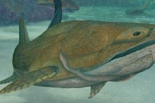 Entelognathus: The Fish with the First Modern Face