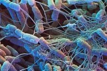 Dig down to lift your spirits: soil bacteria act as antidepressants